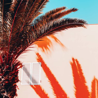 Palmiye gölgesi. Tropikal tatil tasarımı. Kanarya adası