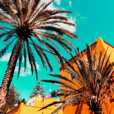 Architecture and palm. Canary Islands. Travel concept idea clipart