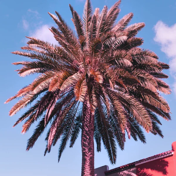 Islas Canarias. Palmera. Concepto de viaje — Foto de Stock