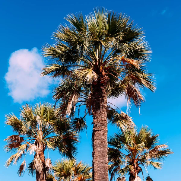 Il palmo. Atmosfera da vacanza al mare. Isola delle Canarie — Foto Stock