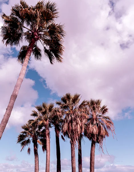 加那利岛旅行。热带景色。棕榈树 — 图库照片