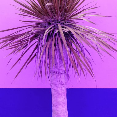 Palm. Bitki sever konsept sanat