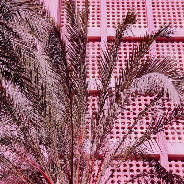 Diseño de moda Palm. Plantas en rosa. Mínimo creativo — Foto de Stock