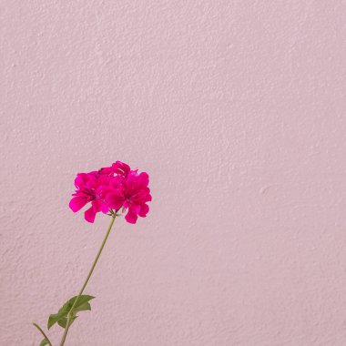 Çiçek. Minimal. Bitki sever kavramı