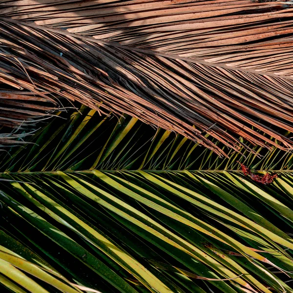 Пальмовий фон. Мінімальне тропічне мистецтво — стокове фото