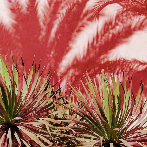 Aloe. Plantas en rosa. Sombra. Mínimo creativo —  Fotos de Stock