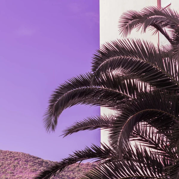 Palm. Canaru island. Purple minimal creative art — Stock Photo, Image