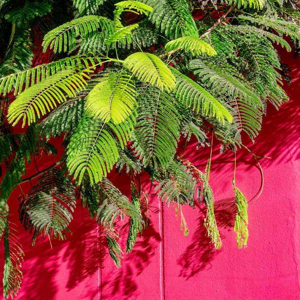 Pflanzen auf rosa Konzept. Tropische Pflanze — Stockfoto