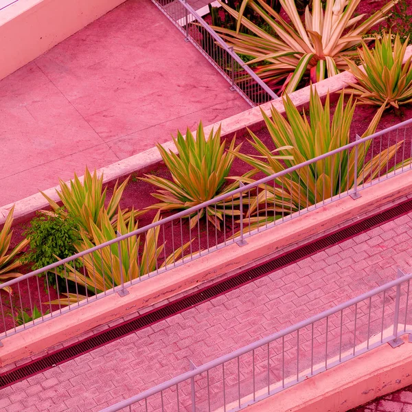 Aloe. Plants on pink concept. Canary island — Stock Photo, Image