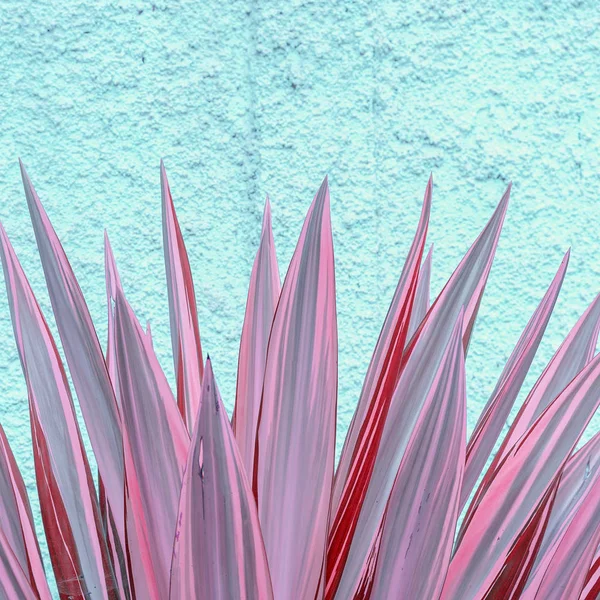 Aloe. Desenho de cores. Conceito de amante vegetal — Fotografia de Stock