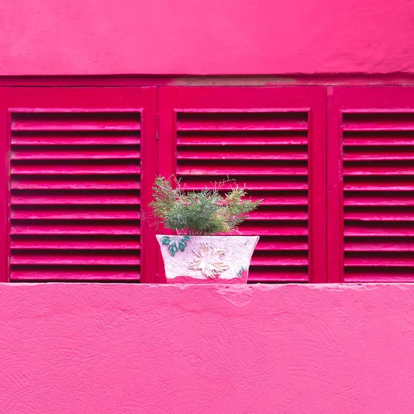 Flores. Plantas sobre el arte concepto rosa — Foto de Stock