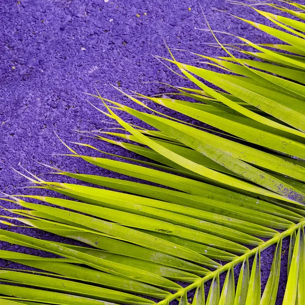 棕榈叶。植物爱好者概念艺术 — 图库照片