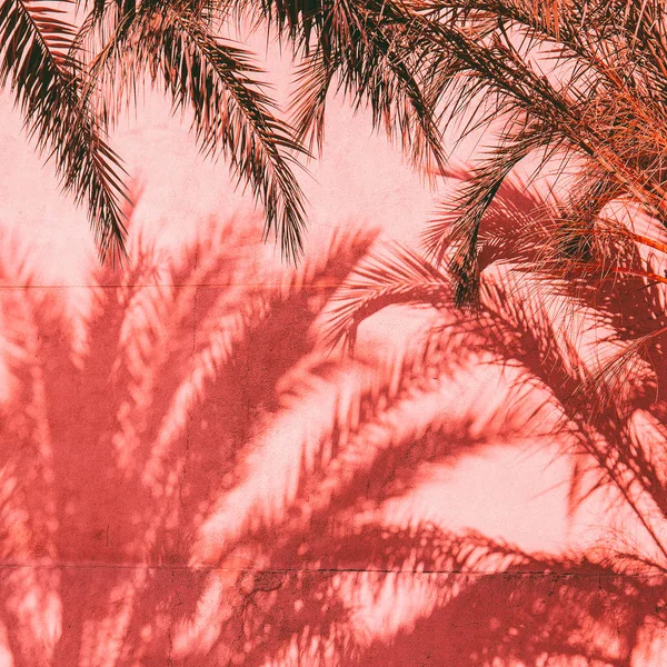 Palm fashion design. Plants on pink. Shadow. Minimal creative
