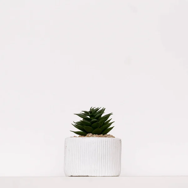 Cactus plant decor. Minimal flat lay design art