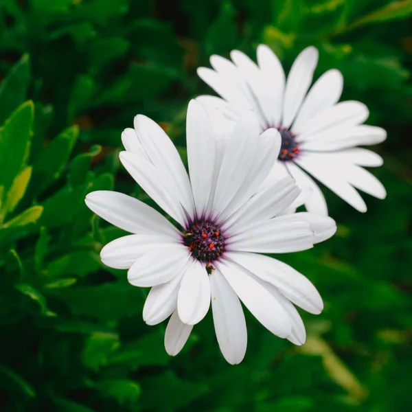 Wild flowers. Minimal nature lover concept