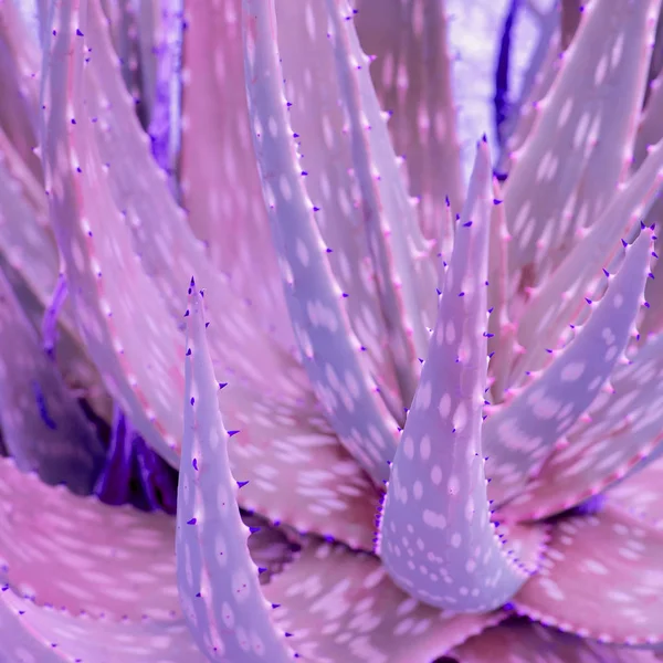 Aloe. Plant lover concept art — Stock Photo, Image