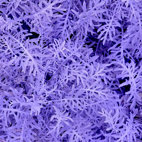 Фиолетовая текстура растения. Минимальное творчество — стоковое фото