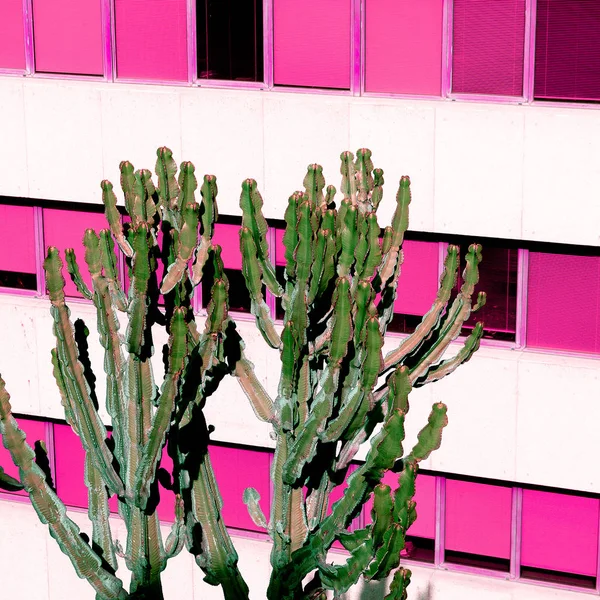 Kaktus. Kakteenliebhaber-Konzept. Kanarische Insel — Stockfoto