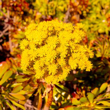 Sarı Çiçekler. Bloom. Doğa aşığı kavramı. İspanya