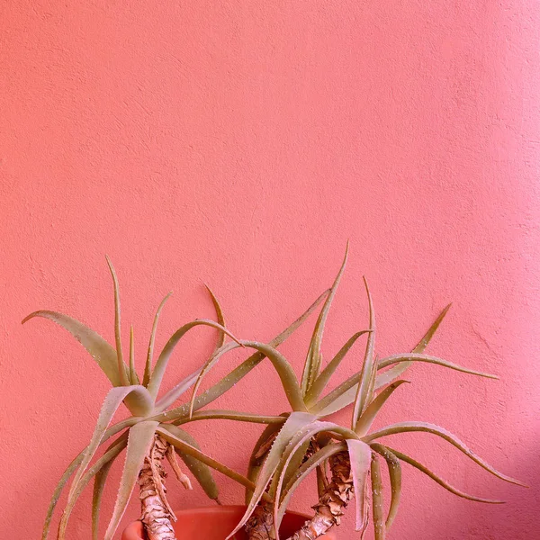 Pflanzen auf rosa Konzept. Aloe. — Stockfoto