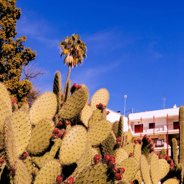 Cactus. Cactus lover concept. Minimal Nature. Spain