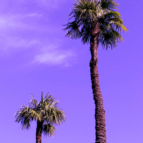 Palm. Strand reizen stemming. Spanje — Stockfoto