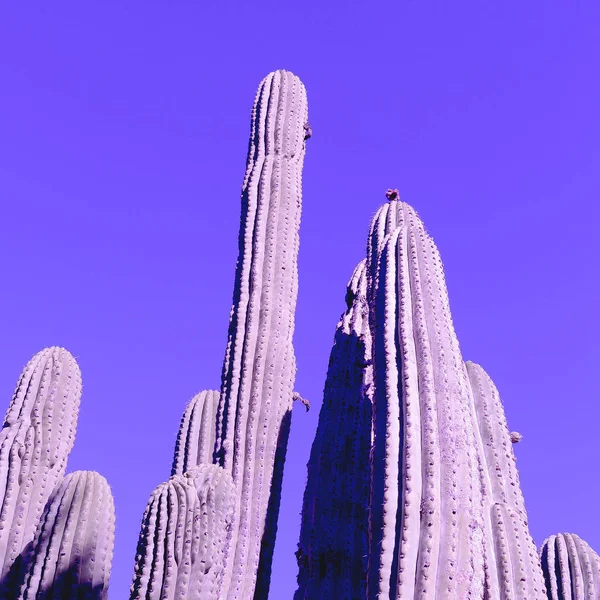 Cactus. Conceito de amante de cacto. Mínimo — Fotografia de Stock