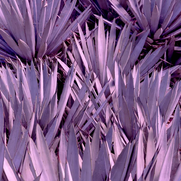 Aloe background. Plant lover concept art — Stock Photo, Image