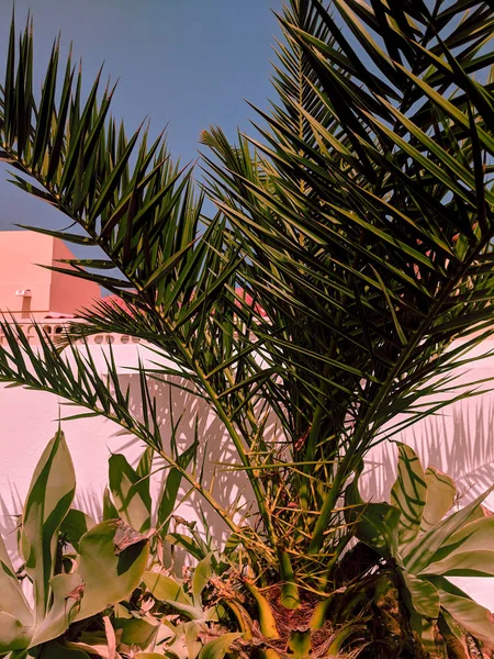 Travel. Canary island.  Palm tropical vibes — Stock Photo, Image