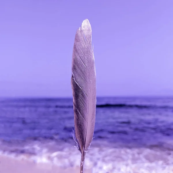 Feather op de achtergrond van de Oceaan. Minimale — Stockfoto