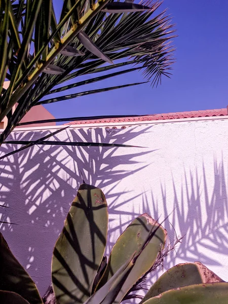 Travel. Canary island.  Palm tropical fashion vibes — Stock Photo, Image