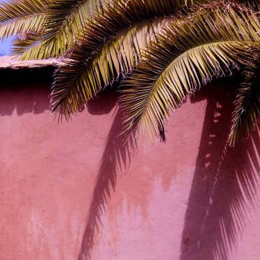 Pembe moda konsepti üzerine bitkiler. Palm. Kanarya adası. İspanya