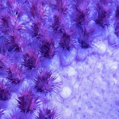 Kaktüs arka plan. Bitki sever kavramı. Kaktüsler Mor sanat