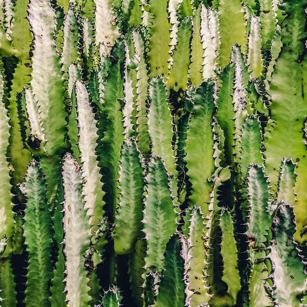 Cactus background. Cactus lover concept. Minimal