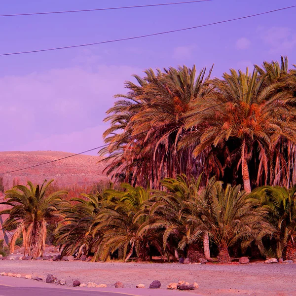 Palmenlage. Reisen. Kanarische Insel. — Stockfoto
