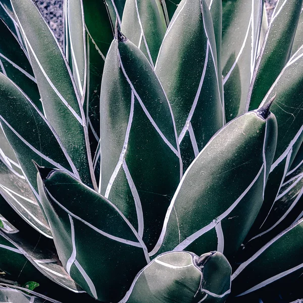Cactus background. Aloe. Cactus lover concept. Minimal — Stock Photo, Image