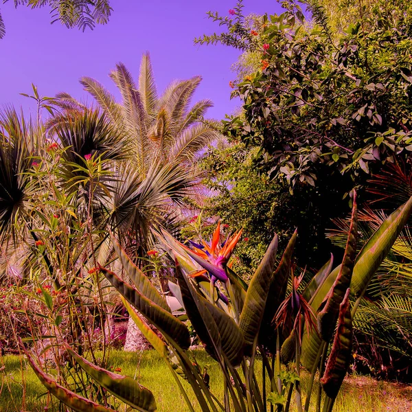 Palma localização tropical. Viajar. Ilha das Canárias — Fotografia de Stock