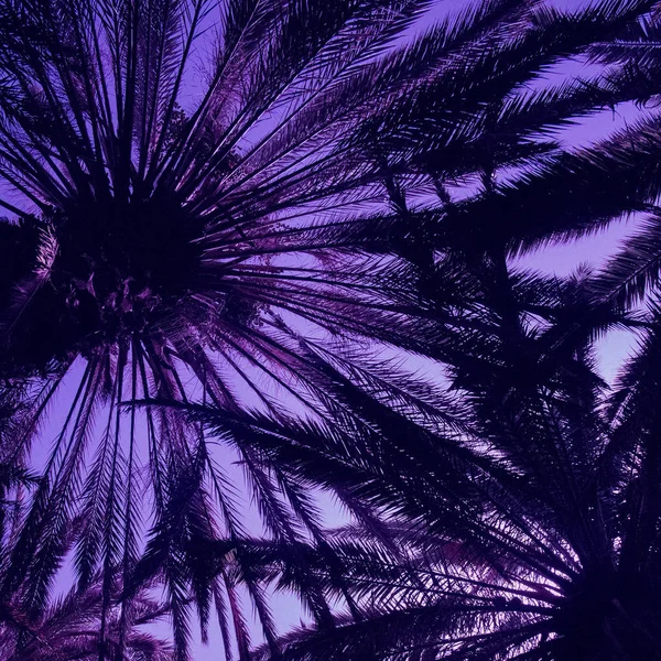 棕榈紫色背景。热带风情 — 图库照片