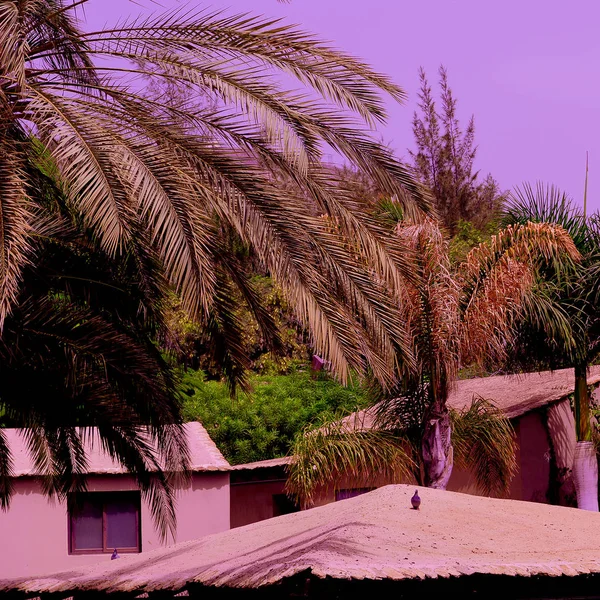 Plants on pink fashion creative concept. Palm. Canary island. Sp — Stock Photo, Image