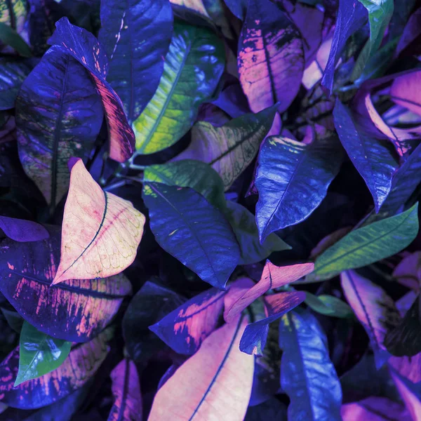 Tropical leaves background. Plant  fashion concept