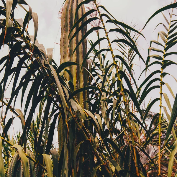 Кактус. Зеленый. Концепция любви к растениям Испания — стоковое фото