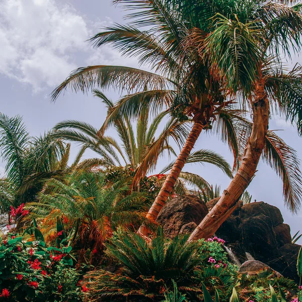 Vista tropicale delle palme. Isola delle Canarie. Vibrazioni di viaggio — Foto Stock