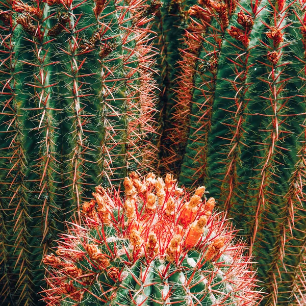 Fondo de cactus. Concepto de amante de plantas. Cacti Islas Canarias —  Fotos de Stock