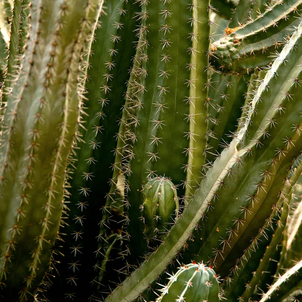 Макротекстура кактуса. Любовь к растениям — стоковое фото