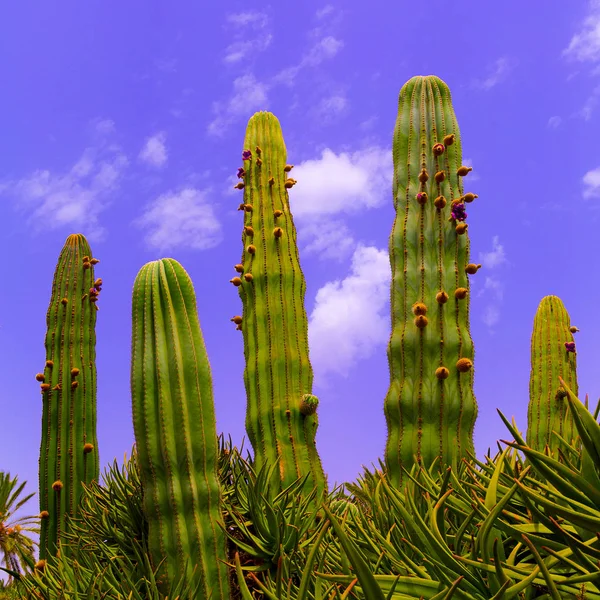 Cactus lugar tropical. Ilha das Canárias. Conceito de viagem — Fotografia de Stock