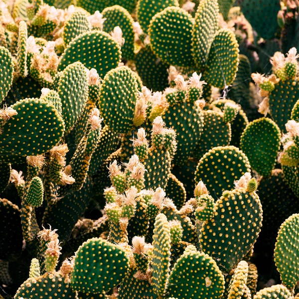 Cactus. Amante de los cactus. Concepto creativo vegetal —  Fotos de Stock