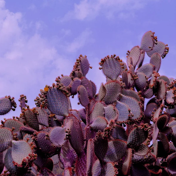 Cactus. Ilha das Canárias. Conceito de viagem — Fotografia de Stock