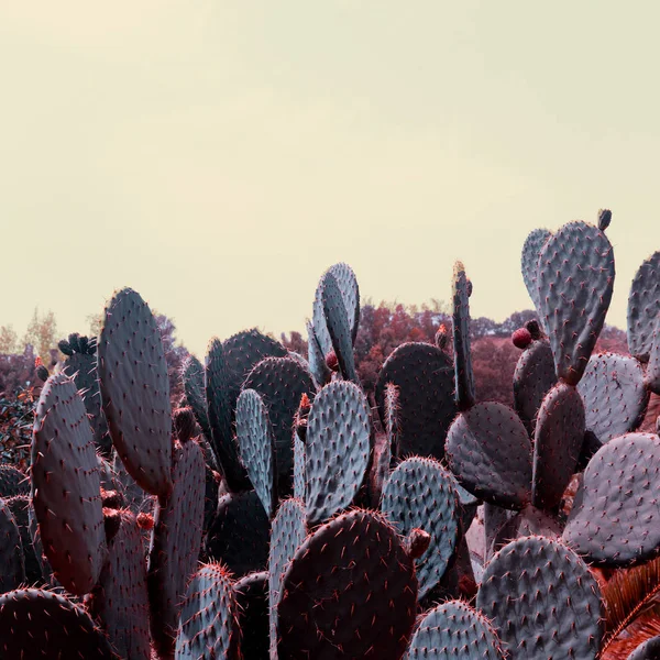 Cactus. Amante de cacto. Planta moda — Fotografia de Stock
