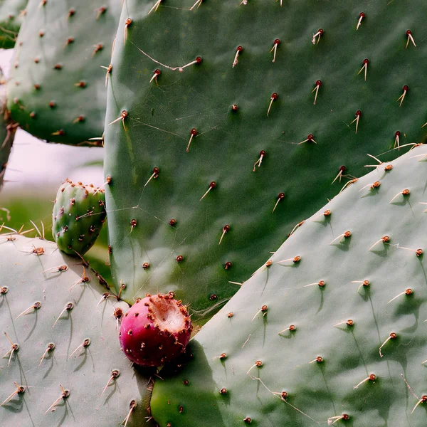 Cactus. Macro. Concepto amante de los cactus . —  Fotos de Stock