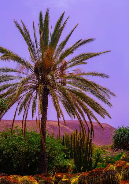 Location. Canary Island. Travel concept — Stock Photo, Image